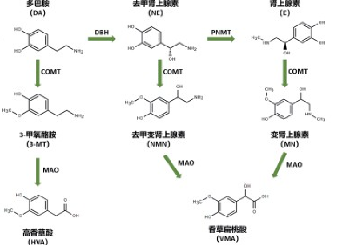 兒茶酚胺