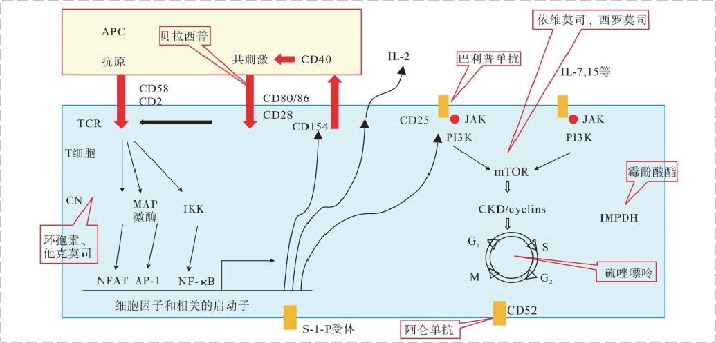 免疫抑制劑